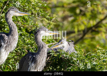 Abington Park, Northampton UK. Großbritannien Wetter. 5. Mai 2017. Graureiher. Ardea Cinerea (Ardeidae) verheerende lokale Fischteiche in ihrer Suche nach Nahrung für ihre 3 Küken wachsen. Die Küken auf dem Blick heraus für die Erwachsenen, die wieder in das Nest mit ihren ersten Feed des Tages. Bildnachweis: Keith J Smith. / Alamy Live News Stockfoto