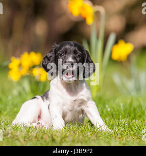 Einen 6 Wochen alten English Springer Spaniel Welpen im Vereinigten Königreich Stockfoto