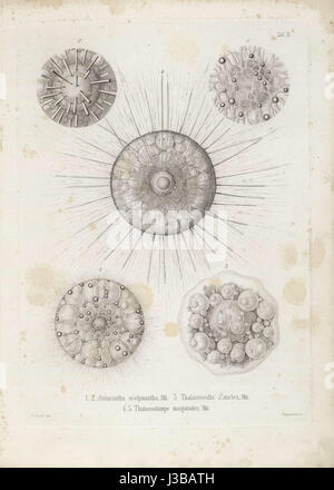 Die Radiolarien (Rhizopoda Radiata) Ernst Haeckel Tafel 03 Stockfoto