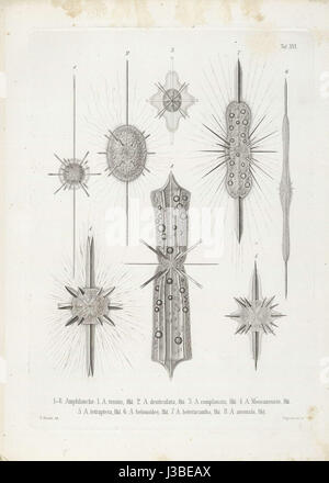 Die Radiolarien (Rhizopoda Radiata) Ernst Haeckel Tafel 17 Stockfoto
