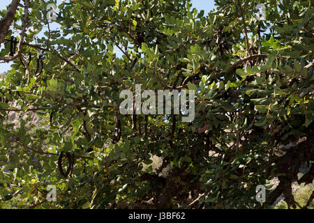 Johannisbrotbäume sind ursprünglich aus dem Mittelmeerraum. Carob Pulver aus den getrockneten Pod ist Tägs Kakaopulver ersetzt.  Der Johannisbrotbaum st Stockfoto