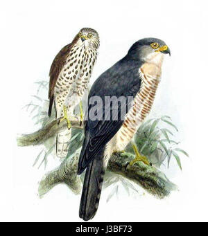 Epervier.a.pieds.Courts.heDr.0g Stockfoto