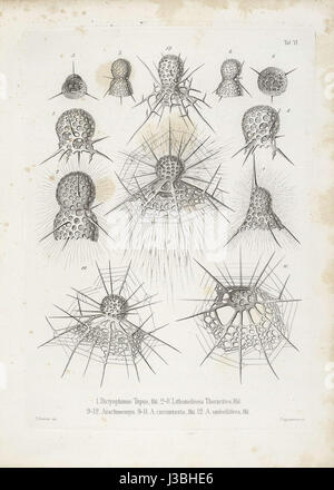 Die Radiolarien (Rhizopoda Radiata) Ernst Haeckel Tafel 07 Stockfoto