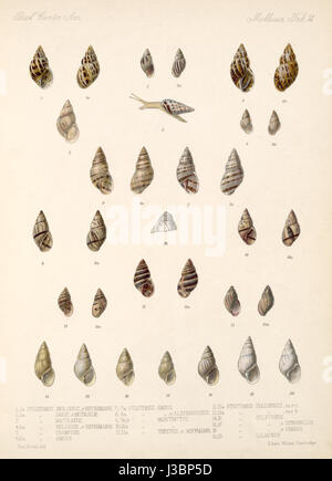 Porträt des zwischen 1890 und 1901 tätigen deutschen Zoologen Eduard von Marten mit 755 in einer Serie. Stockfoto