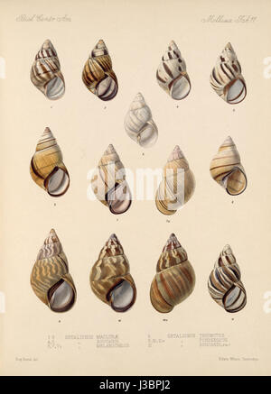 Eduard Von Marten 1890-1901-752 Stockfoto