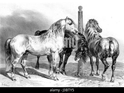 Der Eintrag „Etalons Percherons“ aus der Gayot-Atlas-Statistik von 1850 hebt die Rasse der Percheron hervor, die ursprünglich aus der französischen Region Perche stammt. Diese statistische Ressource bietet Einblicke in die Merkmale der Rasse und ihre Bedeutung für Landwirtschaft und Transport im 19. Jahrhundert. Stockfoto
