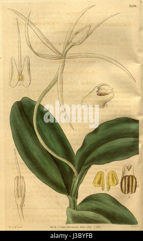 Die botanische Illustration von Epidendrum nocturnum aus dem Jahr 1834, Platte 3298 aus Curtis' Botanical Magazine, zeigt die detaillierten Merkmale der Orchidee. Stockfoto