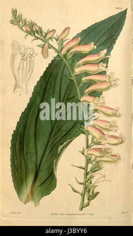 Digitalis lutea, auch bekannt als Strohfuchshandschuh, ist eine kurzlebige Staude, die in West- und Südeuropa und Nordwestafrika beheimatet ist. Sie zeigt röhrenförmige blassgelbe Blüten mit braunen Flecken, die im Spätherbst und Frühsommer blühen. Da sie einen Teil dem vollen Schatten und feuchten, reichen Boden vorzieht, wird sie oft in Gärten angebaut, kann aber durch die Selbstaussaat Unkraut werden. Achtung: Alle Teile dieser Pflanze sind giftig, wenn sie eingenommen werden. Stockfoto
