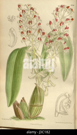 Diese botanische Illustration aus Curtis' Botanical Magazine (1909) zeigt die Pflanzenart Eria rhodoptera und hebt ihre Besonderheiten und Klassifizierung in der Orchideenfamilie hervor. Stockfoto