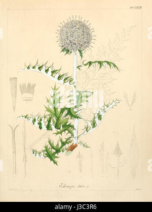 Echinops ritro ssp ritro, allgemein bekannt als Glockendistel, ist eine Pflanzenart aus der Familie der Asteraceae. Er ist bekannt für seine auffälligen, spitzen blau-violetten Blüten und ist in Europa und Teilen Asiens beheimatet. Stockfoto
