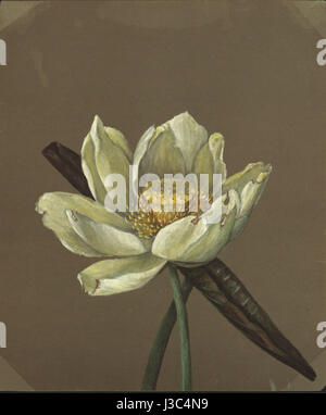 Emma Roberts’ „Nelumbo Great Yellow“, gemalt 1885, fängt eine lebendige gelbe Lotusblume ein. Das Stück veranschaulicht die botanische Kunst des 19. Jahrhunderts und konzentriert sich auf die detaillierte Darstellung der komplexen Blütenblätter der Blume und ihre Bedeutung in der botanischen Illustration. Stockfoto
