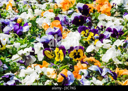 Nahaufnahme von bunten Blumenbeet gemacht weiß, orange, gelb und lila Stiefmütterchen wachsen im freien Stockfoto