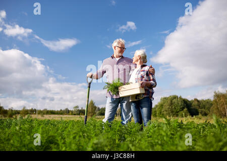 Älteres Paar mit Schaufel Kommissionierung Karotten auf Bauernhof Stockfoto