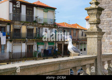 Möwe stehend, Blick auf eine Möwe thront auf einem Balkon mit Blick auf die historische Altstadt Ribeira Bezirk von Porto, Portugal Stockfoto