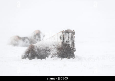 Amerikanische Bisons (Bison Bison) im Winter liegen, ruhen, Grübeln im Schnee, in einem Schneesturm in starkem Schneefall bedeckt / verkrustet mit Schnee, USA. Stockfoto