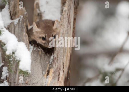 Amerikanische Baummarder (Martes Americana) im Winter, Schnee, versteckt in einem gebrochenen hohlen Baum beobachten neugierig, sieht niedlich, Yellowstone-Nationalpark, USA Stockfoto