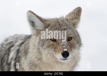 Kojote / Kojote (Canis Latrans), Erwachsene, im Winter im Schnee, Nahaufnahme, Kopfschuss, beobachten, Vorderansicht, bedeckt mit Schneeflocken, Yellowstone NP, USA Stockfoto