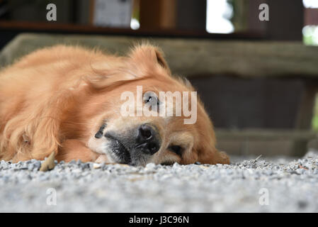 Golden Retriever Hund kalten Blick in die Kamera auf dem Boden liegend Stockfoto