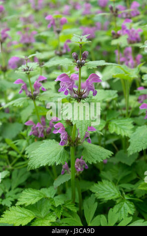 Toten Brennnessel mit roten Blüten Stockfoto