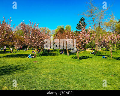 Bukarest, Rumänien - 10. April 2017: Leute, die Spaß im japanischen Garten des Herastrau öffentlichen Park am Wochenende Frühlingstag. Stockfoto