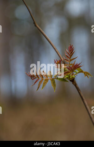 Die erste Feder sanft Blätter, Knospen und Zweige Makro Hintergrund Stockfoto