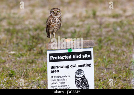 Kanincheneule (Athene Cunicularia) sitzen auf geschützten Vogel-Site anmelden Wohngegend in Cape Coral, Florida, USA Stockfoto