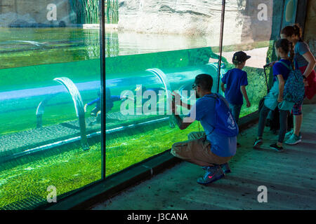 Kinder in Crawl durch "Tunnel" im Krokodil Habitat im Abschnitt Mission Eveerglades Zoo Miami auch bekannt als The Miami-Dade Zoological Park ein Stockfoto