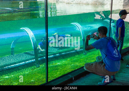 Kinder in Crawl durch "Tunnel" im Krokodil Habitat im Abschnitt Mission Eveerglades Zoo Miami auch bekannt als The Miami-Dade Zoological Park ein Stockfoto