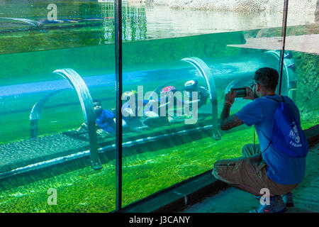 Kinder in Crawl durch "Tunnel" im Krokodil Habitat im Abschnitt Mission Eveerglades Zoo Miami auch bekannt als The Miami-Dade Zoological Park ein Stockfoto