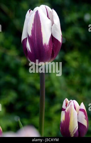 Zwei lila & weiße Tulpen, Tulipa "Rems Liebling" auf Dispaly bei RHS Garden Harlow Carr, Harrogate, Yorkshire. Stockfoto