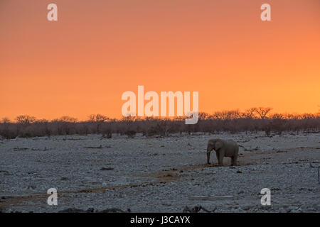 Elefanten im Sonnenuntergang: Loxodonta Africana. Etosha, Namibia. Stockfoto