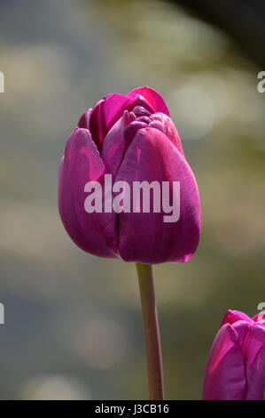 Hell violette Tulpen (Negrita) Paul Scherer auf Dispaly am Garten RHS Harlow Carr, Harrogate, Yorkshire. Stockfoto