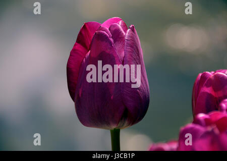 Hell violette Tulpen (Negrita) Paul Scherer auf Dispaly am Garten RHS Harlow Carr, Harrogate, Yorkshire. Stockfoto