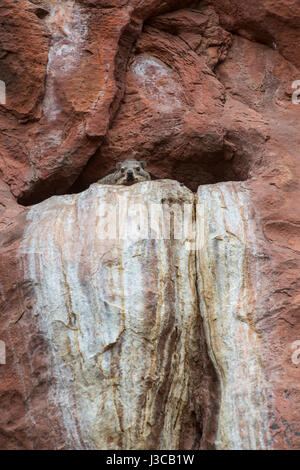 Rock Klippschliefer (oder Schliefer) Procavia Capensis. Namibia. Stockfoto