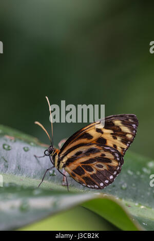 Tiger Longwing Schmetterling: Heliconius Aigeus. Stockfoto