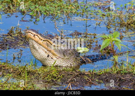 Alligator im Kreis B Bar-Reserve in Polk County in Lakeland Florida Stockfoto