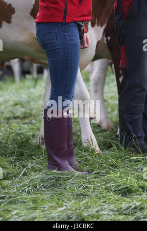 Jährliche schottische Dorf landwirtschaftliche Show in Ochiltree, Ayrshire. Farm Hände in Stiefeln & wellingtons entlang Seite ihre Bestien Stockfoto