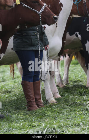 Jährliche schottische Dorf landwirtschaftliche Show in Ochiltree, Ayrshire. Farm Hände in Stiefeln & wellingtons entlang Seite ihre Bestien Stockfoto