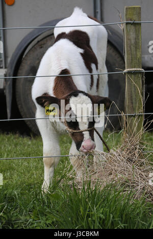 Jährliche schottische Dorf landwirtschaftliche Show in Ochiltree, Ayrshire. Milchkalb wartet darauf gerichtet zu werden Stockfoto