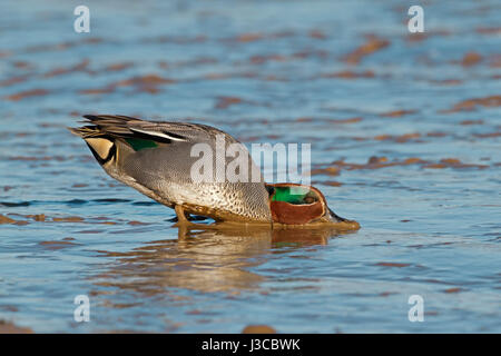 Gemeinsamen Teal - Anas Vogelarten - männlich Stockfoto