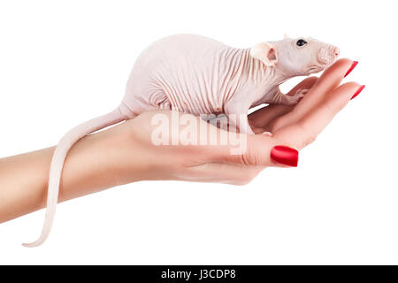 Hand mit schönen roten Maniküre auf dem sitzt einer Ratte. Stockfoto