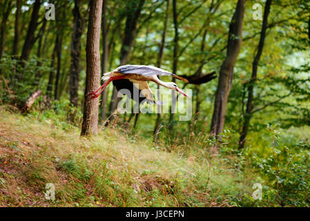 Storch im Flug Centro Cicogne Racconigi. Stockfoto