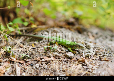 Grüne Eidechse im Nationalpark Meschersky. Grüne Eidechse auf einem Hintergrund von Pinienrinde. Stockfoto