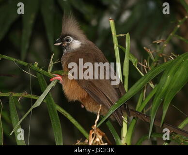 Gesprenkelte Mousebird (Colius Striatus), gefunden in Subsahara-Afrika. A.k.a.  Bar-breasted Mousebird gerastert oder gesprenkelt Coly. Stockfoto