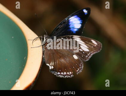 Männliche große gemeinsame Eggfly Schmetterling (Hypolimnas Bolina). Reichweite: Indien, Australien & Neuseeland. Larg schillernden Auge Flecken am Innenflügel werden angezeigt. Stockfoto