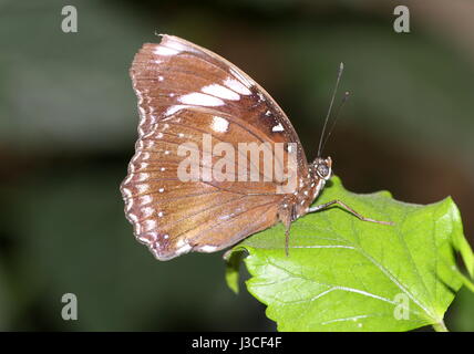 Männliche große gemeinsame Eggfly Schmetterling (Hypolimnas Bolina). Reichweite: Indien, Australien & Neuseeland. Stockfoto