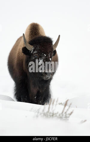 Amerikanische Bisons (Bison Bison), junger Stier, Wandern durch den Tiefschnee, frontale Aufnahme, typischen Umgebung, Yellowstone-Nationalpark, Wyoming, USA. Stockfoto