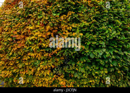 Große Runde Buchsbaum Strauch in einem Park. Stockfoto