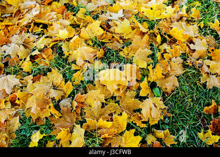 Bunte Herbstblätter mit Abstauben von Frost. Stockfoto