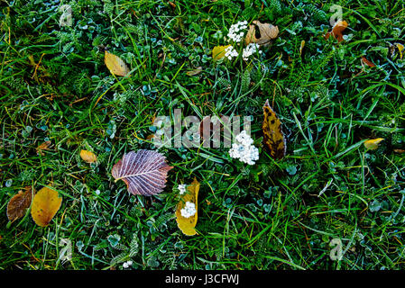 Bunte Herbstblätter mit Abstauben von Frost. Stockfoto